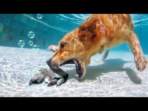 Amazing Animal Rescues 2025