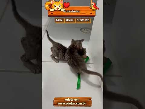 Vídeo de Robertinho
