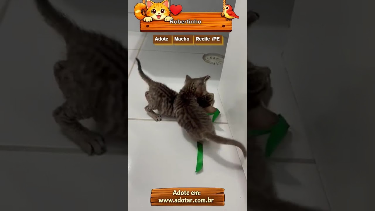 Gato raça SRD-ViraLata idade Abaixo de 2 meses nome Robertinho