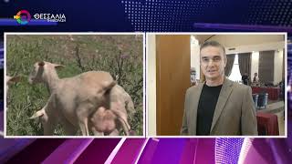 ΣΗΜΑ ΚΙΝΔΥΝΟΥ ΓΙΑ ΕΥΛΟΓΙΑ ΚΑΙ ΣΤΗΝ ΕΛΑΣΣΟΝΑ: ΕΠΙΒΕΒΑΙΩΘΗΚΕ ΤΟ ΠΡΩΤΟ ΚΡΟΥΣΜΑ 20 08 2025