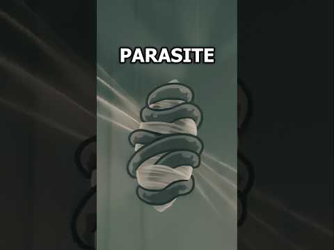 Silksong's Cursed Quest