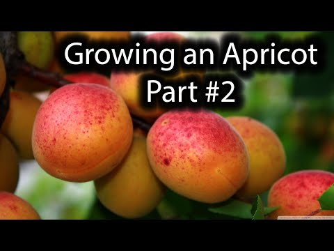 How to Grow an Apricot Tree From Seed Part