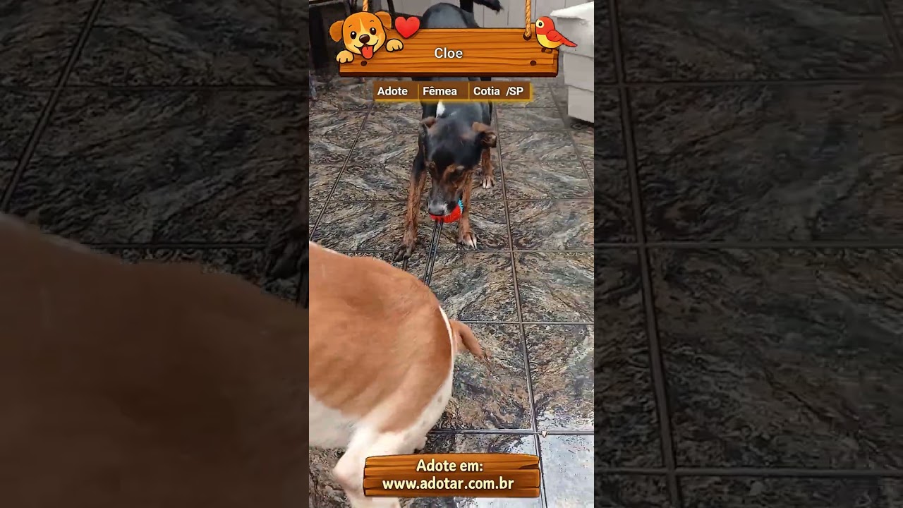 Cachorro raça SRD-ViraLata idade 1 ano nome Cloe