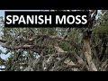 About SPANISH MOSS On Live Oak Trees Along The Gulf Tallandsia Usneoides Biloxi Mississippi