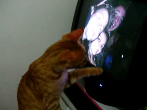 gato caçando o mouse