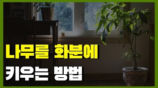 나무를 화분에 키우는 방법 / 분갈이 하는 방법 / 베란다 나무 키우기/ 수국/  장미/ 라일락