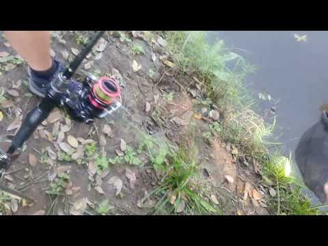 Big European Carp under a fantastic May Sun !