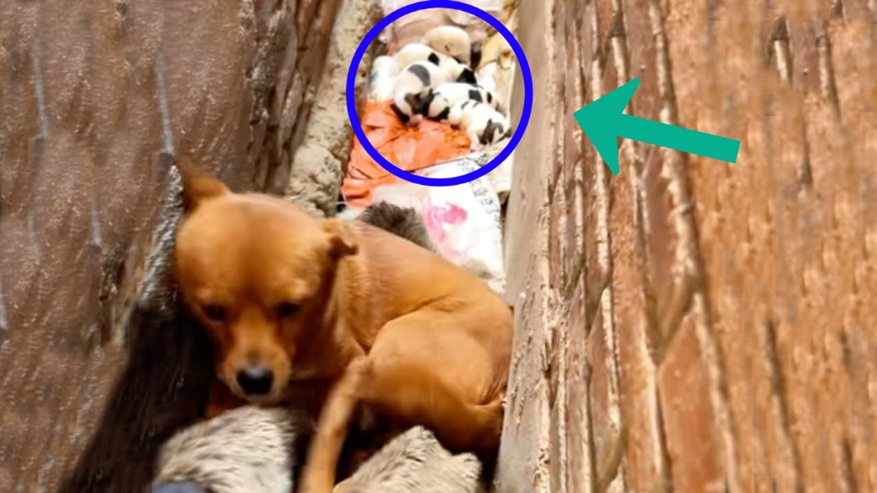 It was -2°C cold, she lay in the corner of the wall using her body to protect her 7 children