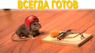 ЛЮТЫЕ ПРИКОЛЫ С ЖИВОТНЫМИ - СМЕШНЫЕ ЖИВОТНЫЕ 2019 / ПОПРОБУЙ НЕ ЗАСМЕЯТЬСЯ