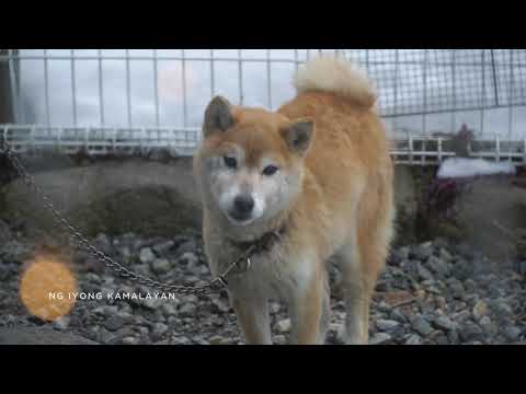 Bullet Dumas - WLKN (Official Music Video)