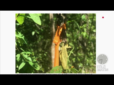 Quand les moines bouddhistes luttent contre la déforestation...