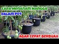 MANGGA DALAM POT || CARA MENANAM MANGGA DALAM POT AGAR CEPAT BERBUAH. SOLUSI UNTUK LAHAN SEMPIT!