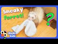 Where Is This Ferret Hiding Our Socks Dodo Kids Mystery Animals