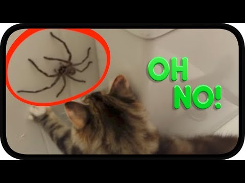 Huntsman Spider vs TWISTED Kittens
