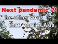 The other virus that worries Asia why