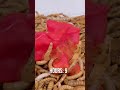 10 000 Mealworms Vs JAMAICAN BELL PEPPER
