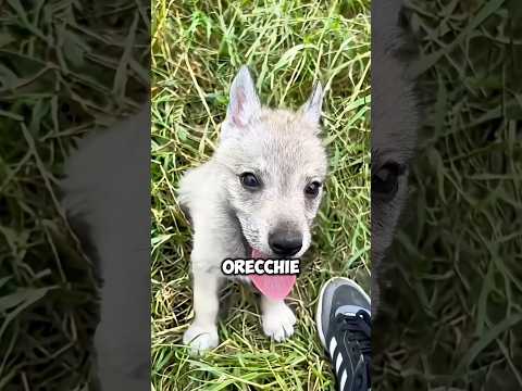 Sembra un LUPO, ma guarda cosa fa! 😲🐺
