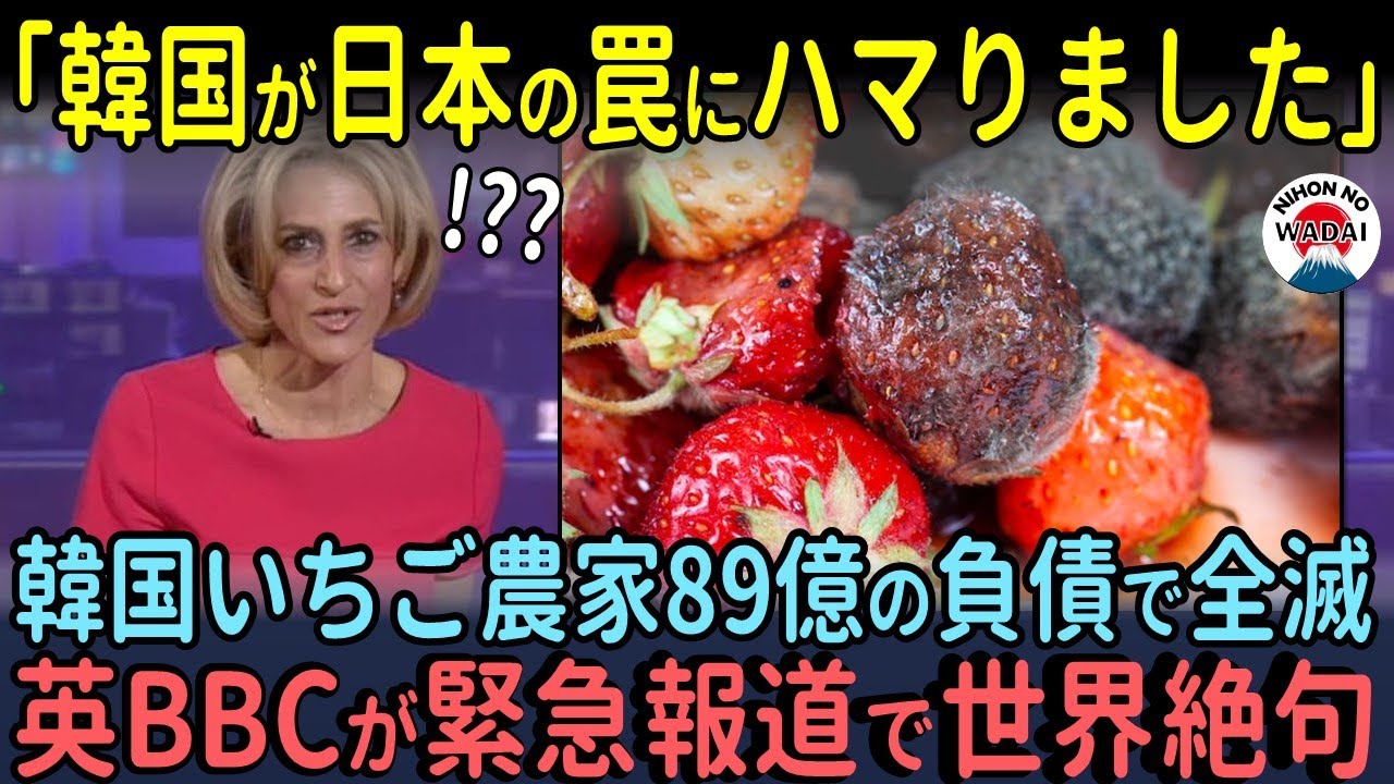 韓国イチゴ農家が全滅…英BBCが日本のイチゴ農家を取材した結果世界中が絶句【海外の反応】