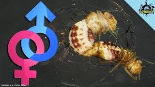 Insects with Female Penises Discovered, the Birth of a New Moon, and More!