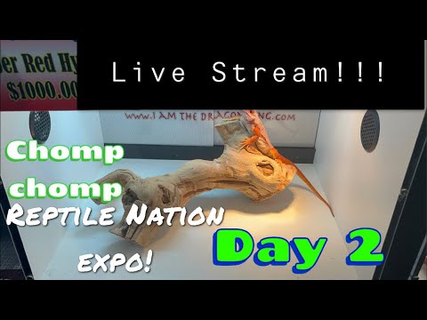 Want to Purchase At Reptilian Nation Expo ? Live Stream!!!!