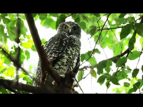 Powerful Owl - Biggest In Australia (HD)