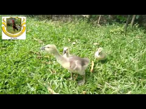ganso africano filhote