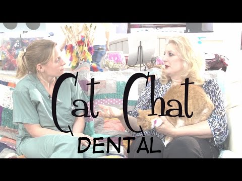 Cat Chat: Dental