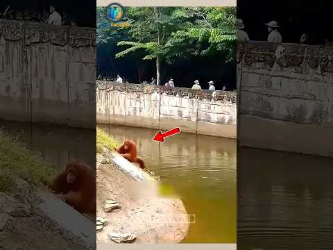 He Risked His Life To Save A Drowning Orangutan! 😭❤️ #shorts