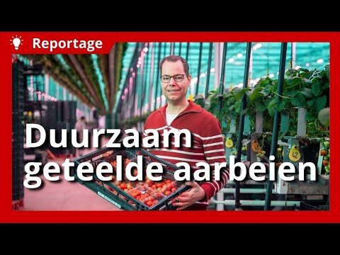 Duurzaam geteelde aardbeien van Nederlandse bodem