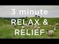 3 Minute Relax And Relief