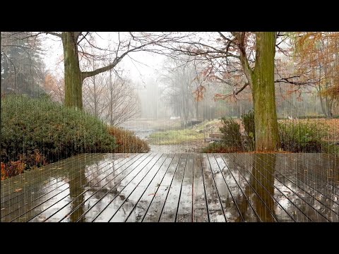 Djup sömn med höstregn ljud som faller i arboretet. Koncentration, studier, avkoppling