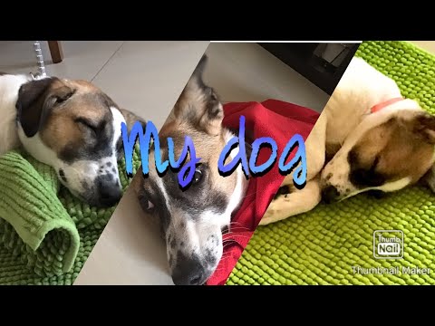 Showing you pics of my dog! 🐶 (he mostly sleeps)