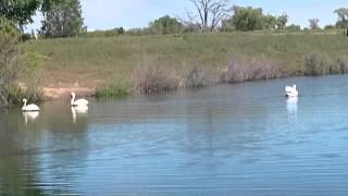 Elaine Valente open space lakes. Cranes