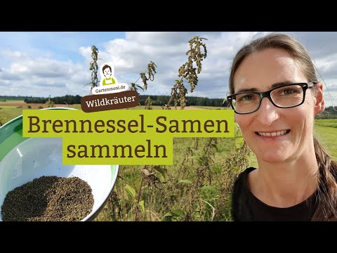 Brennessel-Samen sammeln - Wildkrautsamen mit wertvollen Inhaltsstoffen