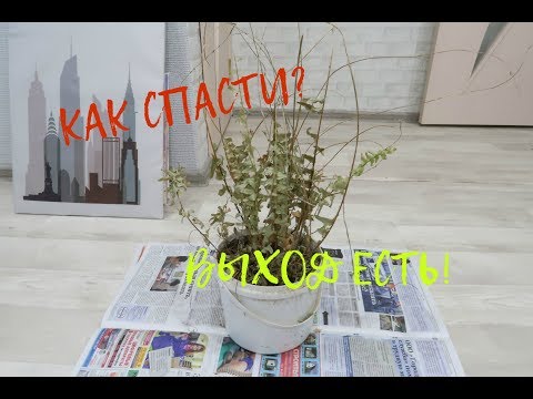 Как спасти почти засохшее растение? ВЫХОД есть