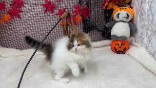 スコティッシュフォールドの動画01