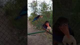 Download lagu Suara burung Cekakak Jawa (makan daging sapi gaess) 😱 mp3