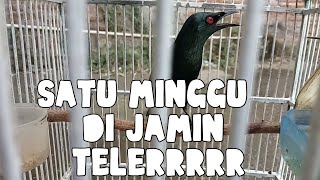 Download lagu Cara merawat burung cucak keling agar cepat gacor teler dan jinak mp3 Download lagu Cara merawat burung cucak keling agar cepat gacor teler dan jinak mp3