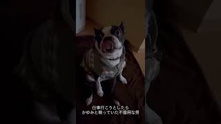 かゆみと戦う犬 #ボストンテリア