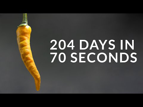 Growing Orange CAYENNE PEPPER Time-lapse