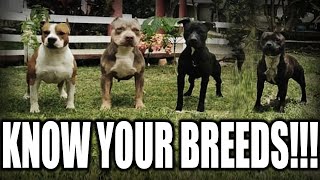 WHAT KIND OF "PITBULL" DO YOU HAVE?? - A QUICK BREAKDOWN OF THE PIT TYPE BREEDS