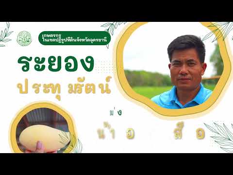 มะม่วงน้ำดอกไม้สีทอง สินค้าเกษตรที่ปลอดภัย ตามหลัก สากล GAP (Good Agricultural Practices)