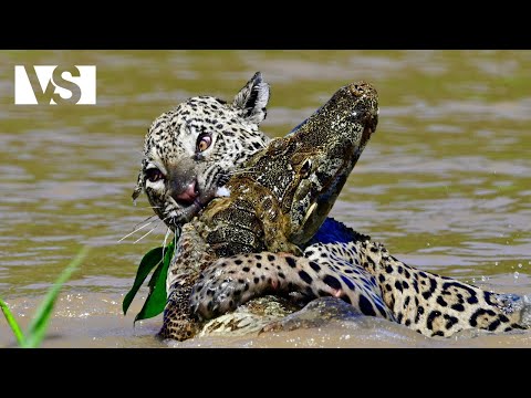 AMAZONIE SAUVAGE | Prédateurs Furtifs dans la Jungle Plus Dense du Monde - Documentaire Animalier