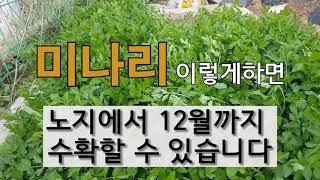 미나리 이렇게 하면 노지 에서 12월까지 수확할 수 있습니다. #주말농장 #미나리 가꾸기 # 밭 미나리 잘 …