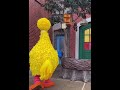 Hello Big Bird Shorts
