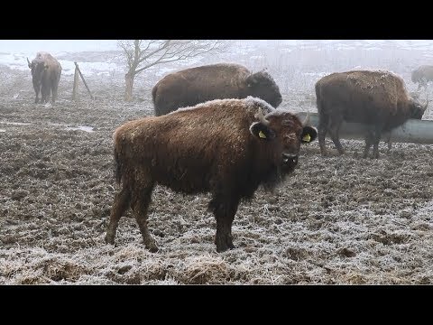 Fermă BIZONI în Recea Cristur - Cluj - video 2019