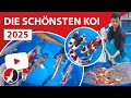Die Schönsten Japankoi 2025 In Der Schweiz Rundgang Durch Die Fischhallen Der Koi Breeder AG