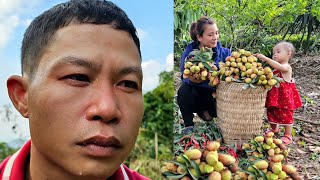 Harvesting lychees to sell at the market - And Chuong