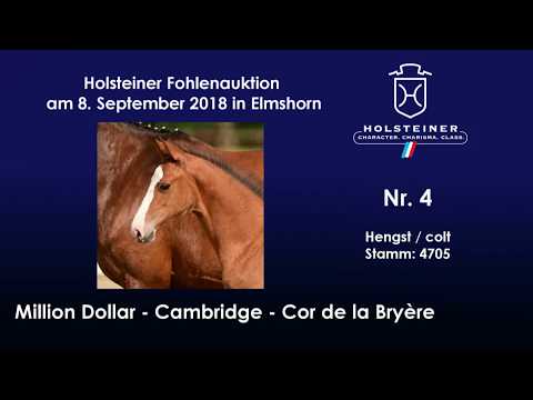 Holsteiner Fohlenauktion | Nr. 4 v. Million Dollar - Cambridge