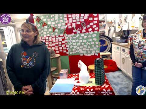 Kitty Christmas Pt4  3:00pm  12/10/21  Friends of Felines Rescue Center (FFRC)